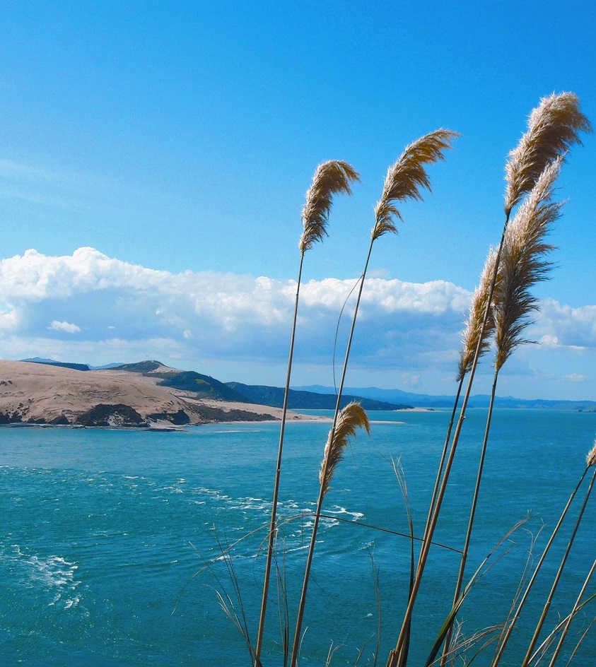 MoaTrek-Hokianga-Harbour-2