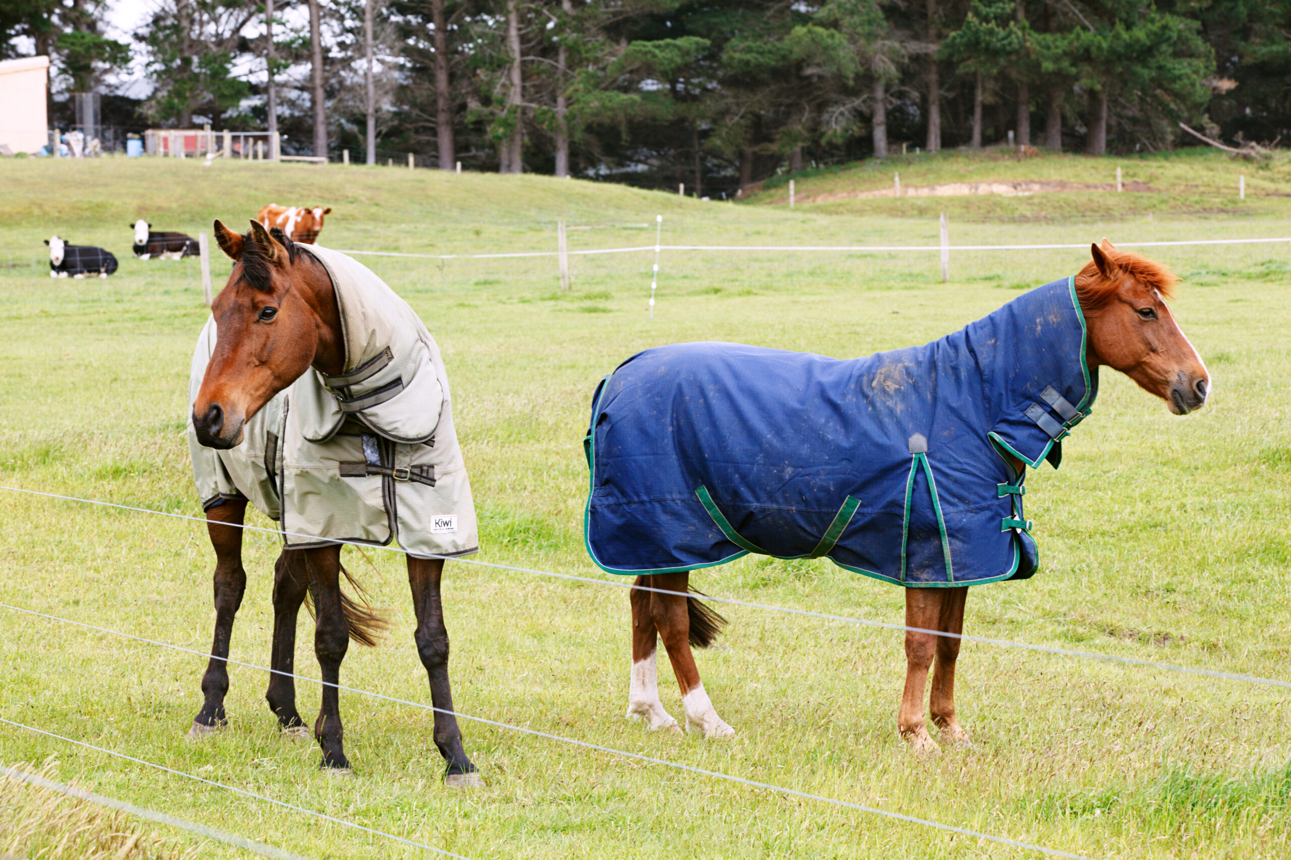 tamed horses in a cold country side in Christchurch, New Zealand